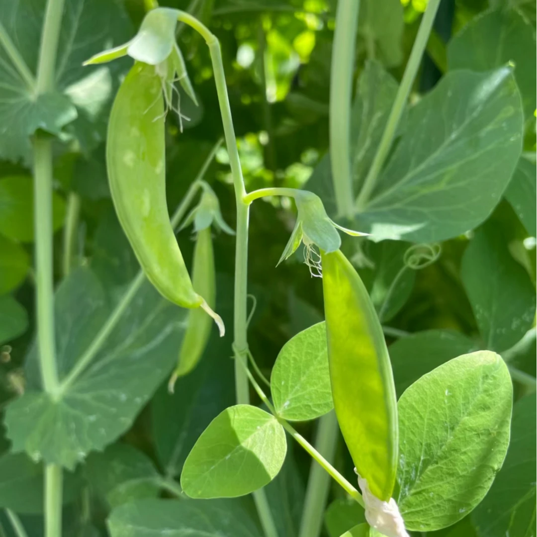 【全店满5包包邮】矮生双荚荷兰豆种子白花软荚豆籽蔬菜种孑