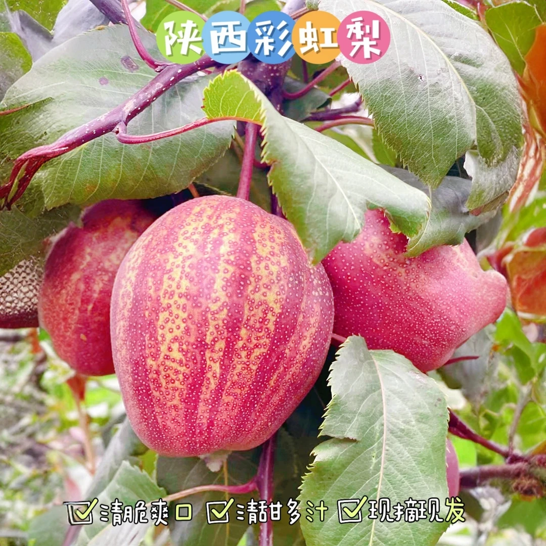 【正宗香酥玫瑰彩虹梨】陕西彩虹梨口感酥脆香甜多汁清甜可口酥梨