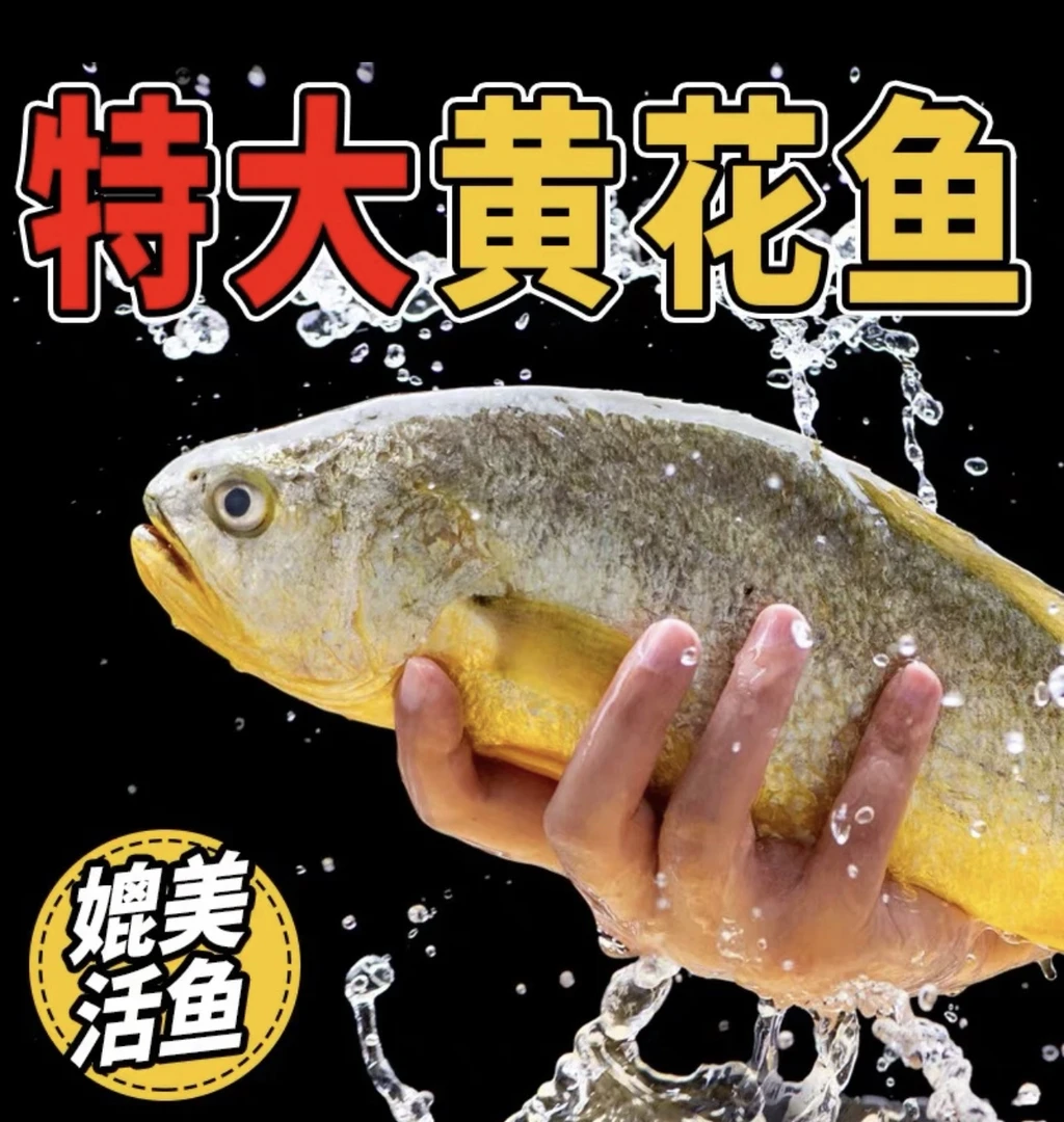 黄花鱼大黄鱼海鲜水产新鲜批发整条1.5斤-1.7斤/条共3条
