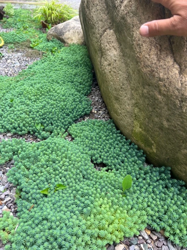 薄雪景天  链接