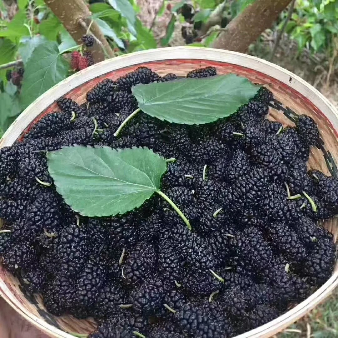 2025年四川大凉山新鲜桑葚现摘无沙免洗黑果桑椹孕妇水果泡酒桑果