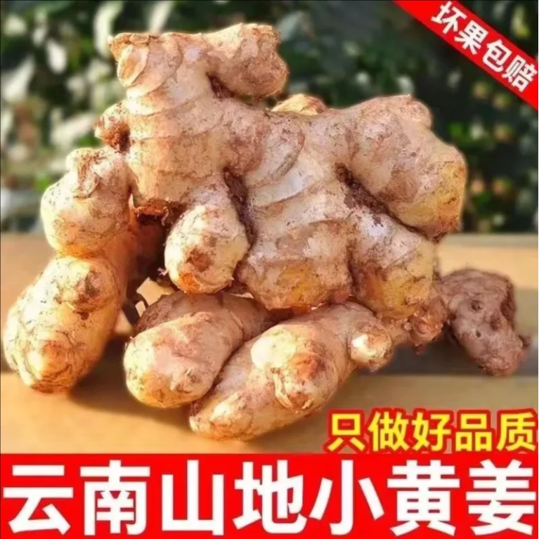 正宗贵州高山小黄姜新姜生姜新鲜现挖现发姜辛辣1斤/3斤/5斤/9斤