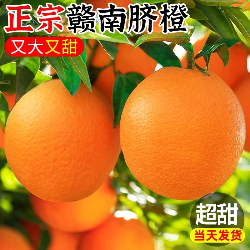 湖南崀山脐橙正宗脐橙味甘汁水丰富鲜甜多汁新鲜采摘现摘现发