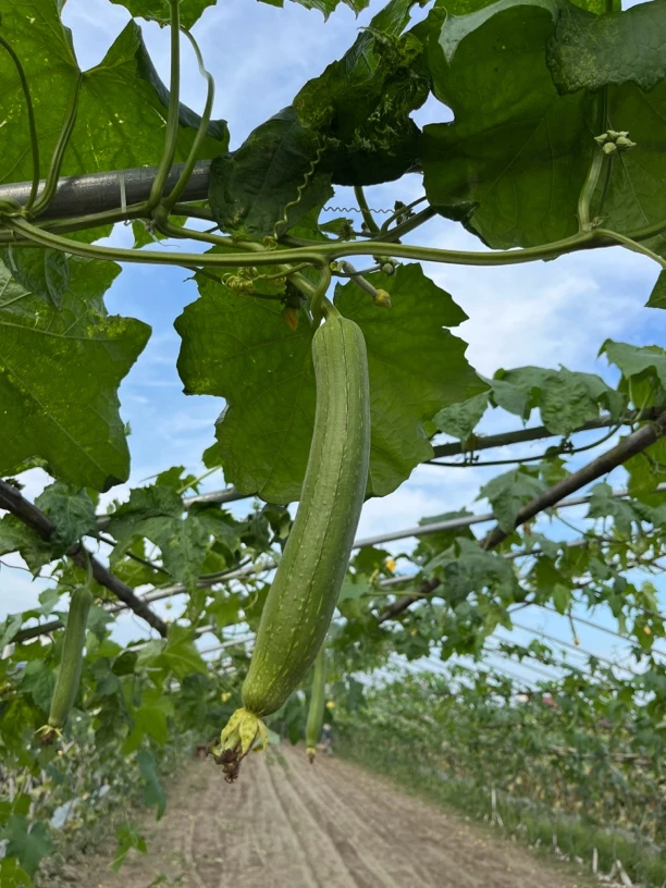 湖北农家自种丝瓜露天新鲜时令蔬菜现摘现发3斤5斤包邮下火