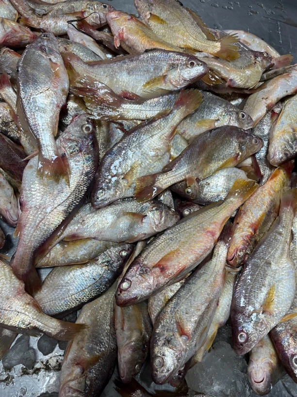 吕四本港板鱼鲳鱼黄鱼类