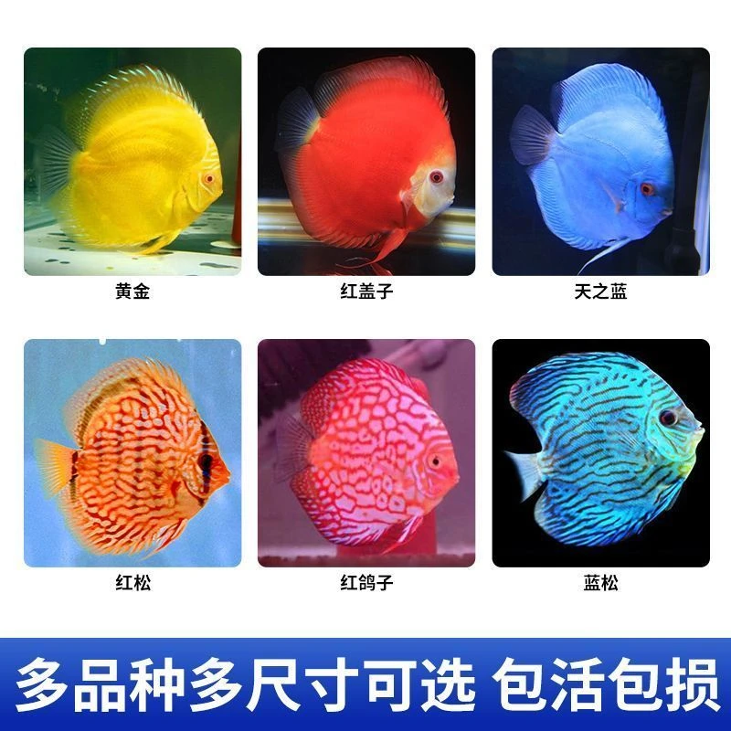 七彩神仙鱼热带鱼观赏鱼淡水鱼直播专用链接