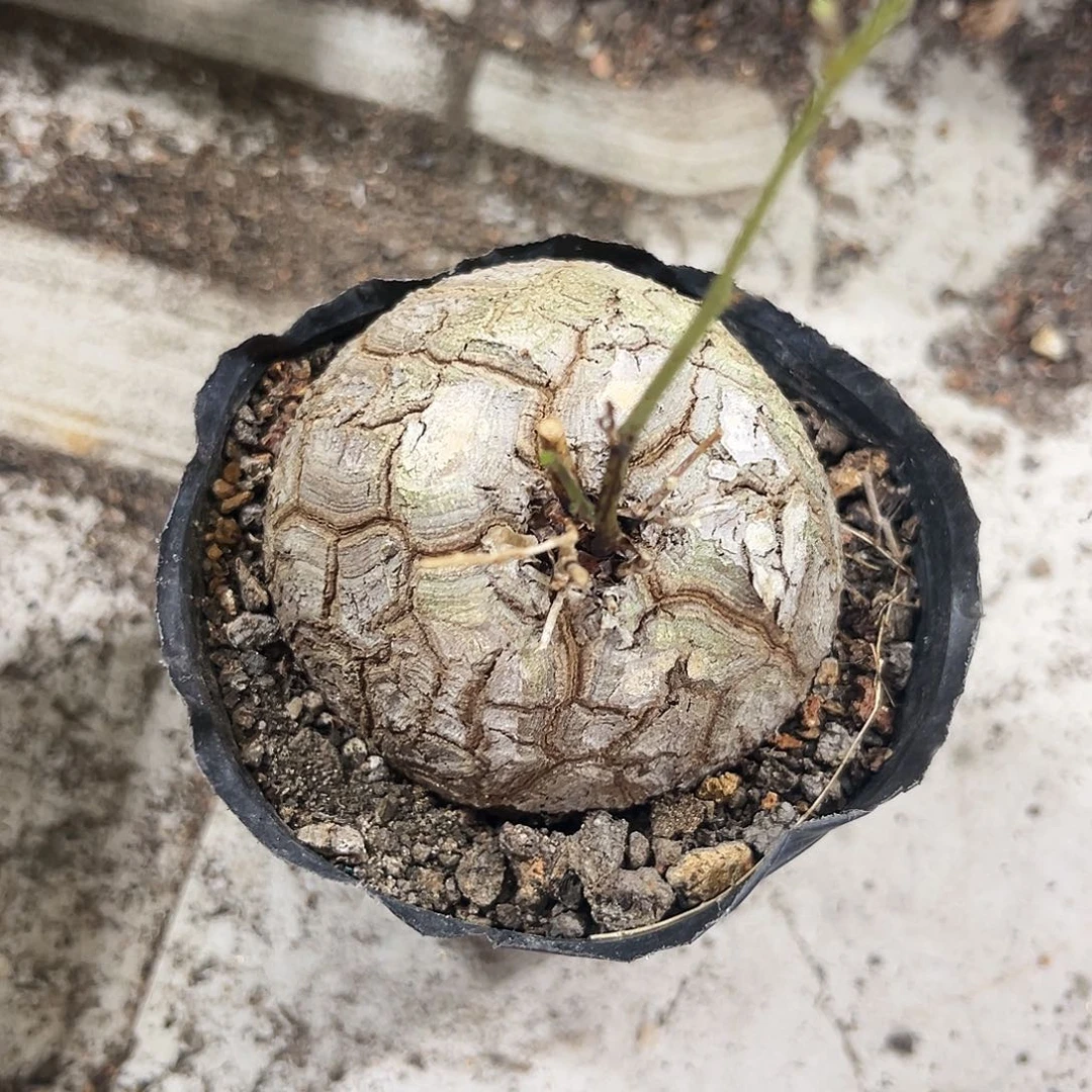 浅纹南非龟甲龙，潮流植物