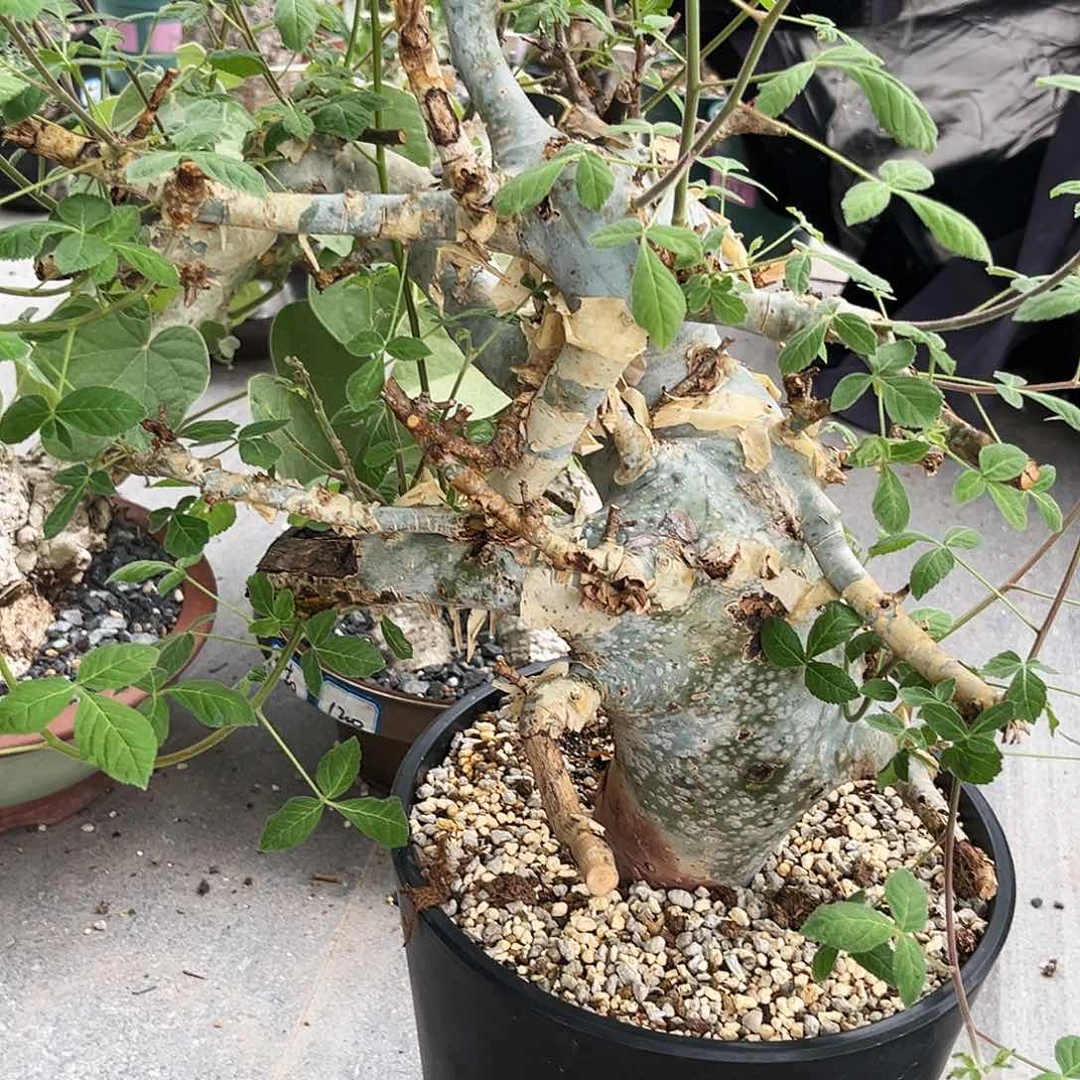 蓝白皮橄榄没药款