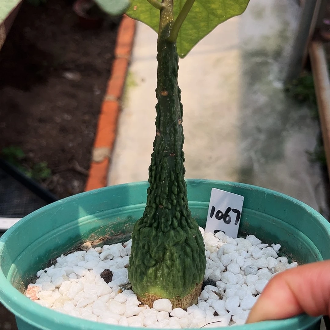红叶西番莲1067号