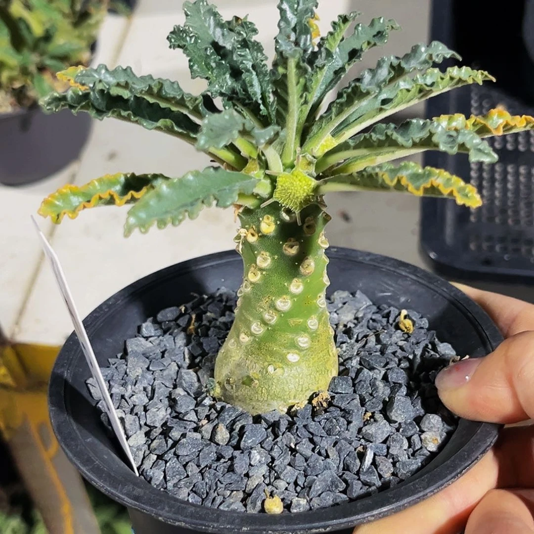 椰子琉桑母本株福利漏