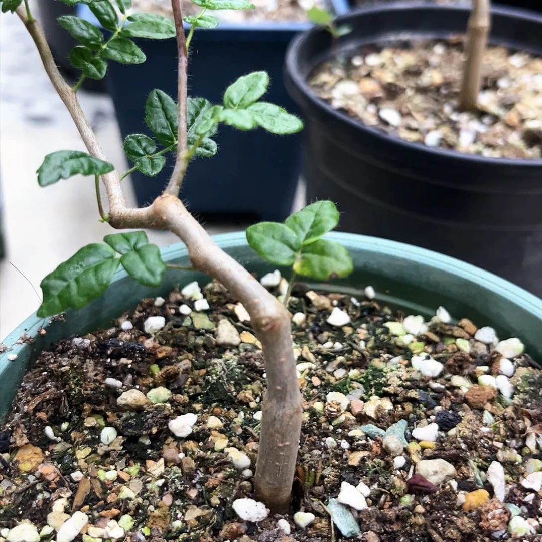 滔天橄榄，实生，潮流植物
