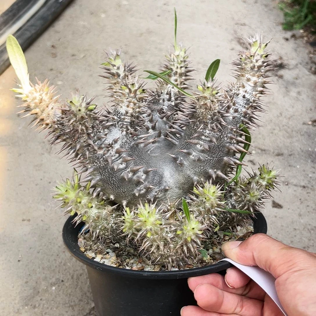 惠比大黑多头群生