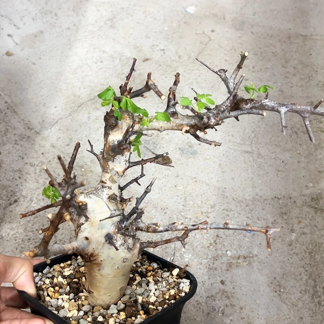 熟桩图坎，潮流植物