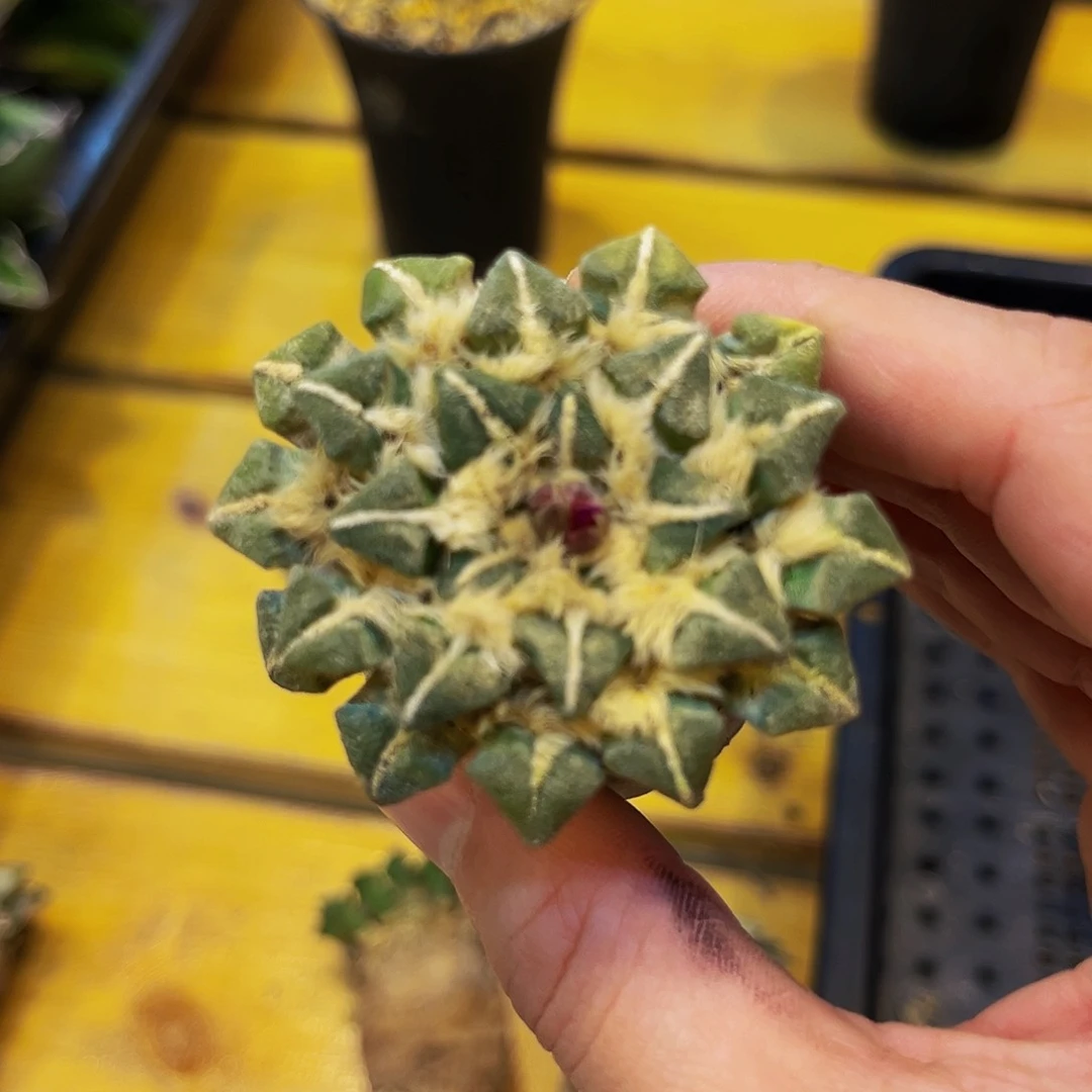 潮流植物产地黑牡丹，放漏