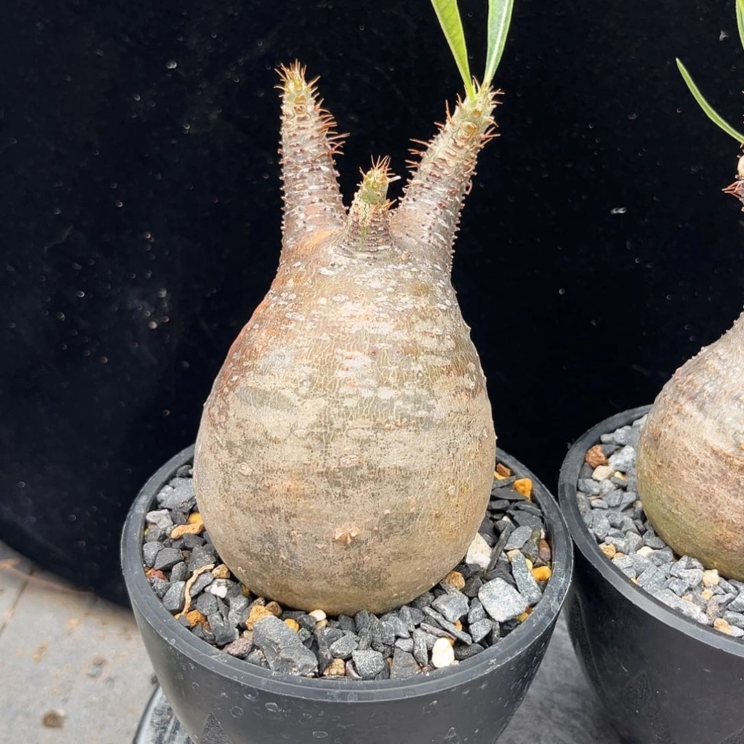 象牙宫258号胖肚子