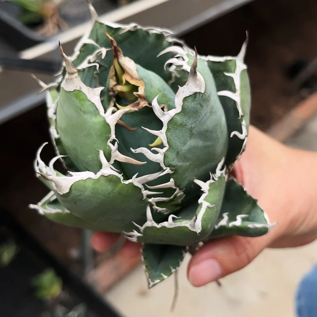 正版白鲸包菜款福利价漏