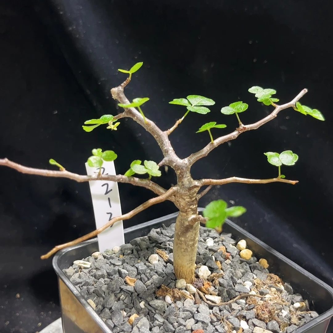 实生波叶橄榄，潮流植物