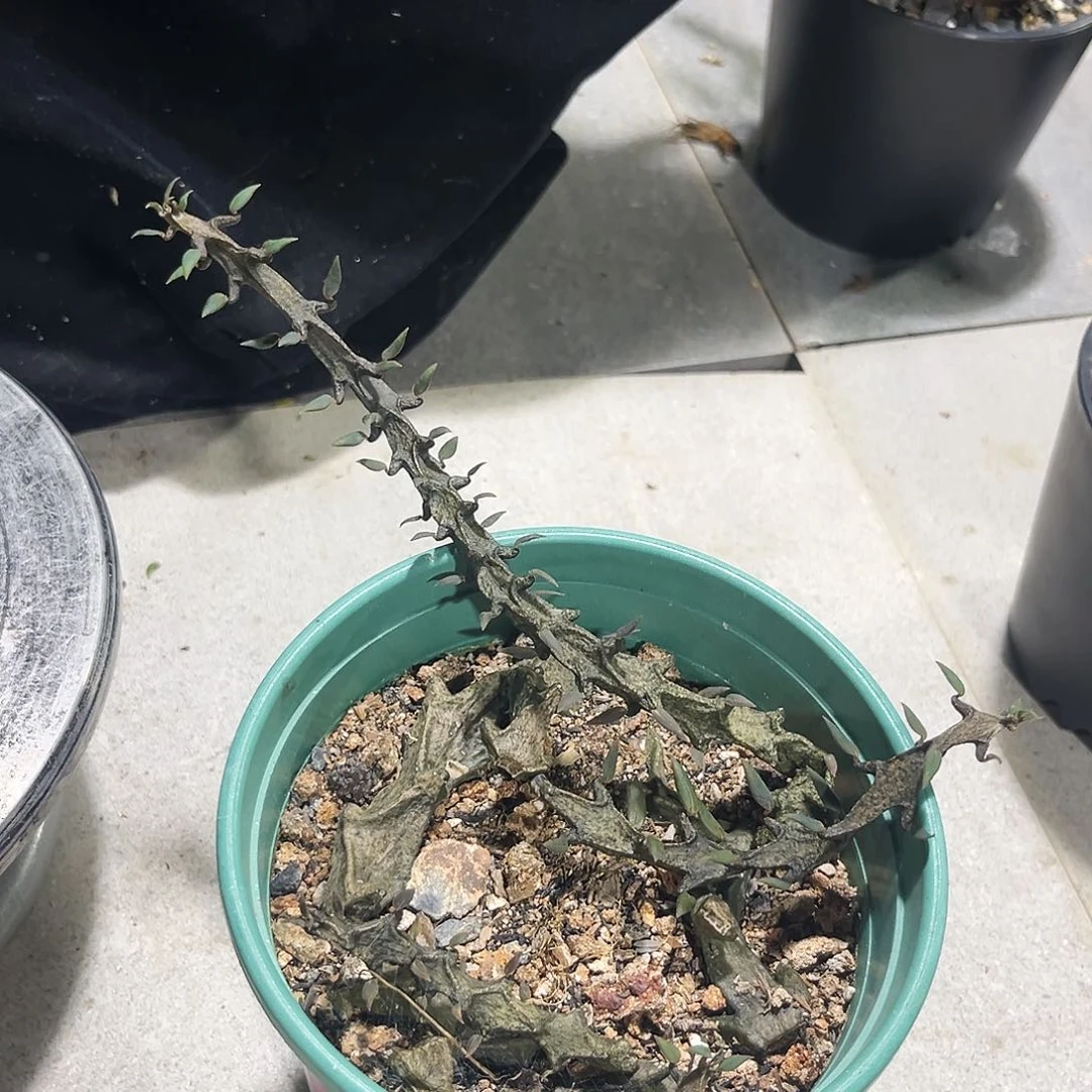 武腊泉，潮流植物