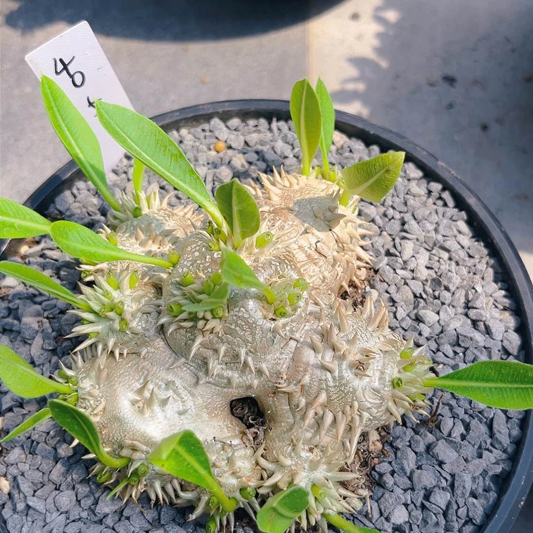 惠比须笑，4051号，可带盆