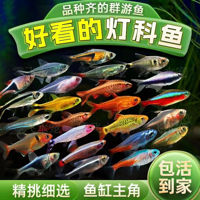 南美灯科鱼大合集9.9元（包邮包损）集3单送100g鱼场专用粮