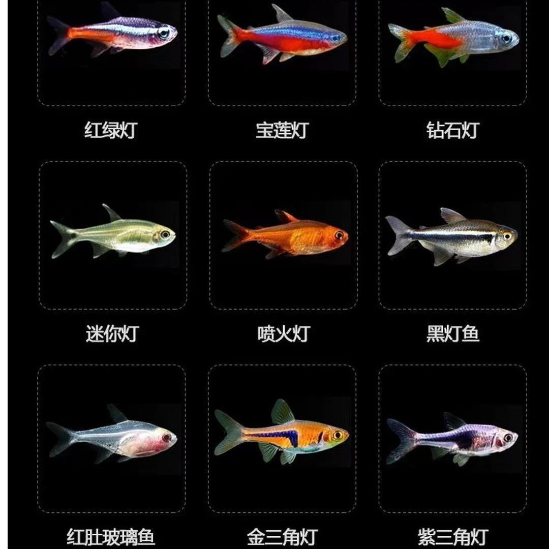 满18包邮小型灯科鱼合集