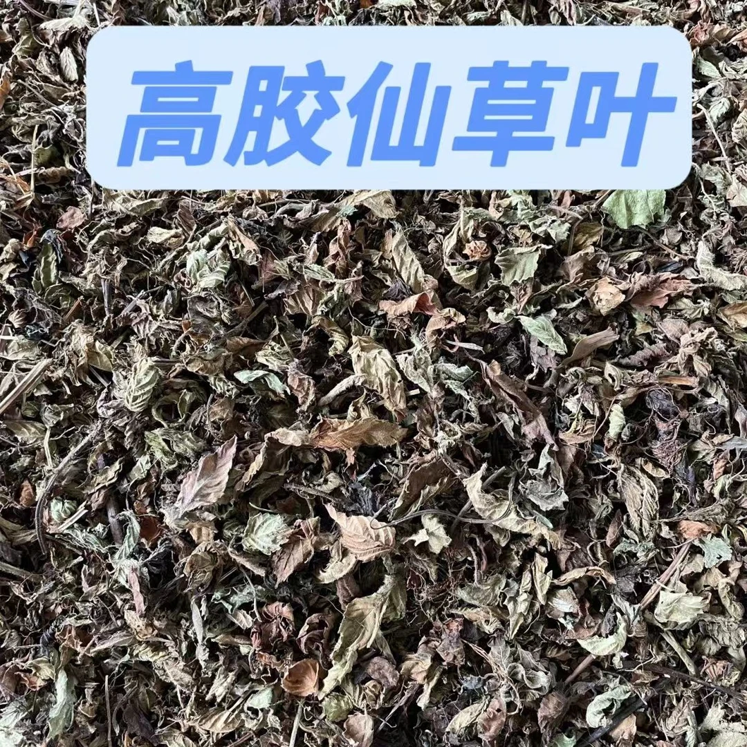（做不好不收钱)福建龙岩高胶仙草叶新鲜烧仙草叶子仙草膏天然食品