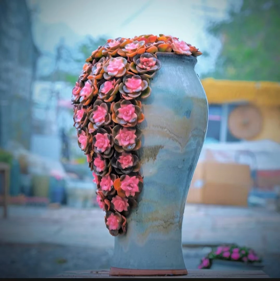 007爱心巧克力♥️ 四季盆栽多肉实物造型多肉盆栽种好带盆发货