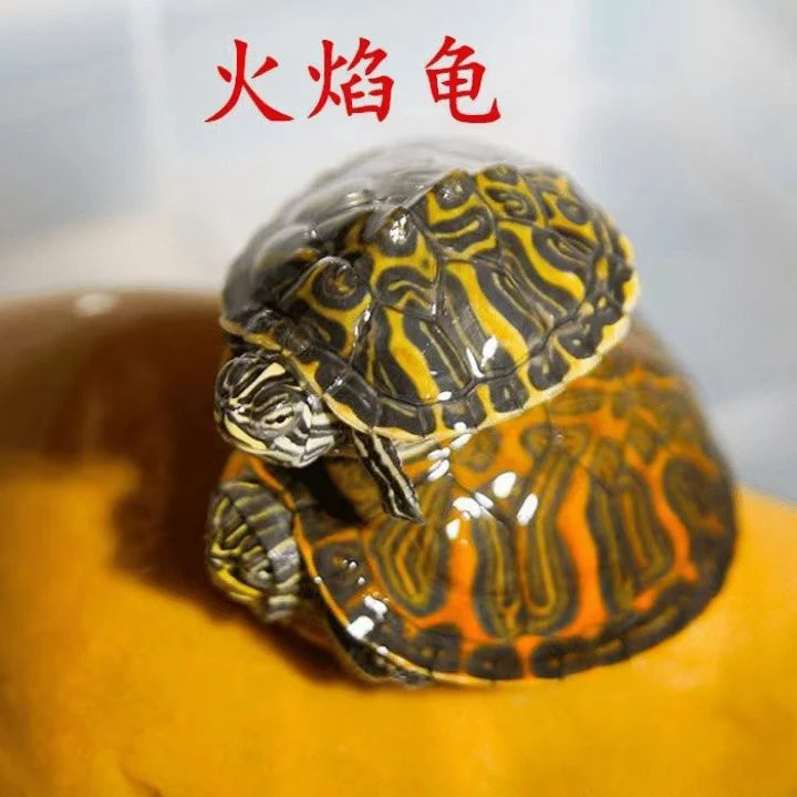 外塘火焰乌龟深水龟鱼缸混养小乌龟油彩火焰龟活体吃粪龟清洁龟