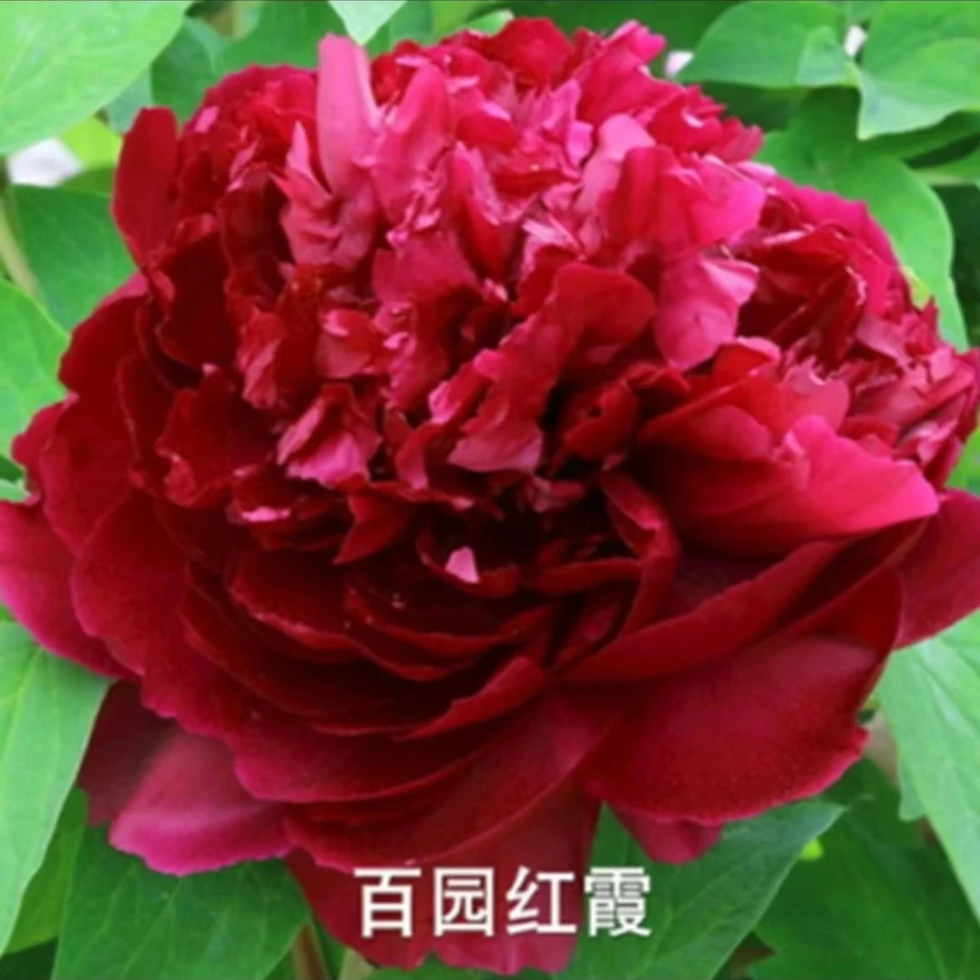 【百园红霞】洛阳牡丹大花重瓣多层观赏牡丹 洛阳基地直发