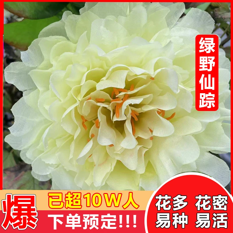 【绿野仙踪】牡丹-正品大花牡丹-耐寒好成活花大色艳