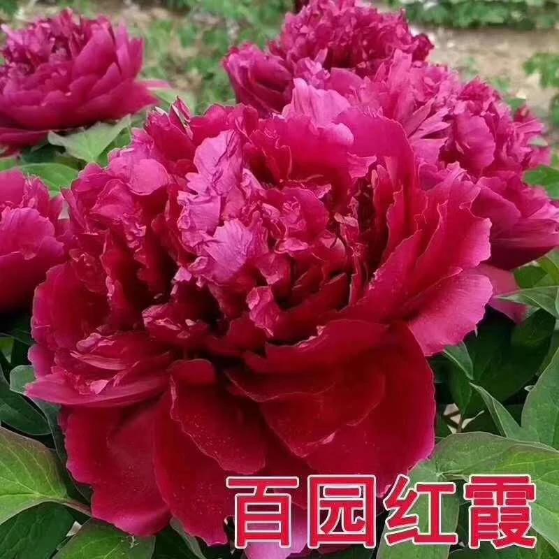 【百园红霞】牡丹-正品开花大花牡丹夏季-耐寒好成活花大