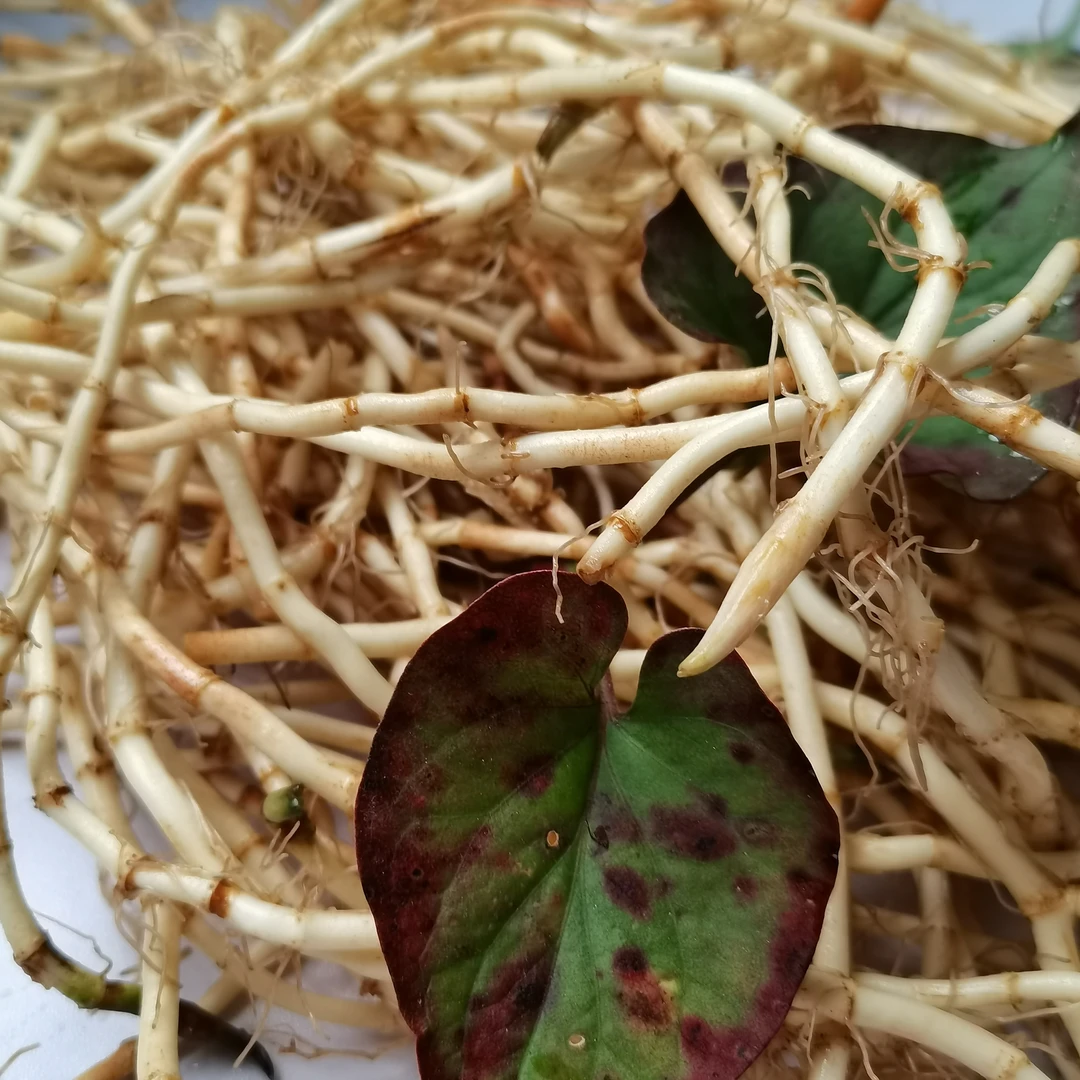 折耳根贵州新鲜折耳根节节草农家现挖新鲜嫩根可炒可凉拌菜1000克