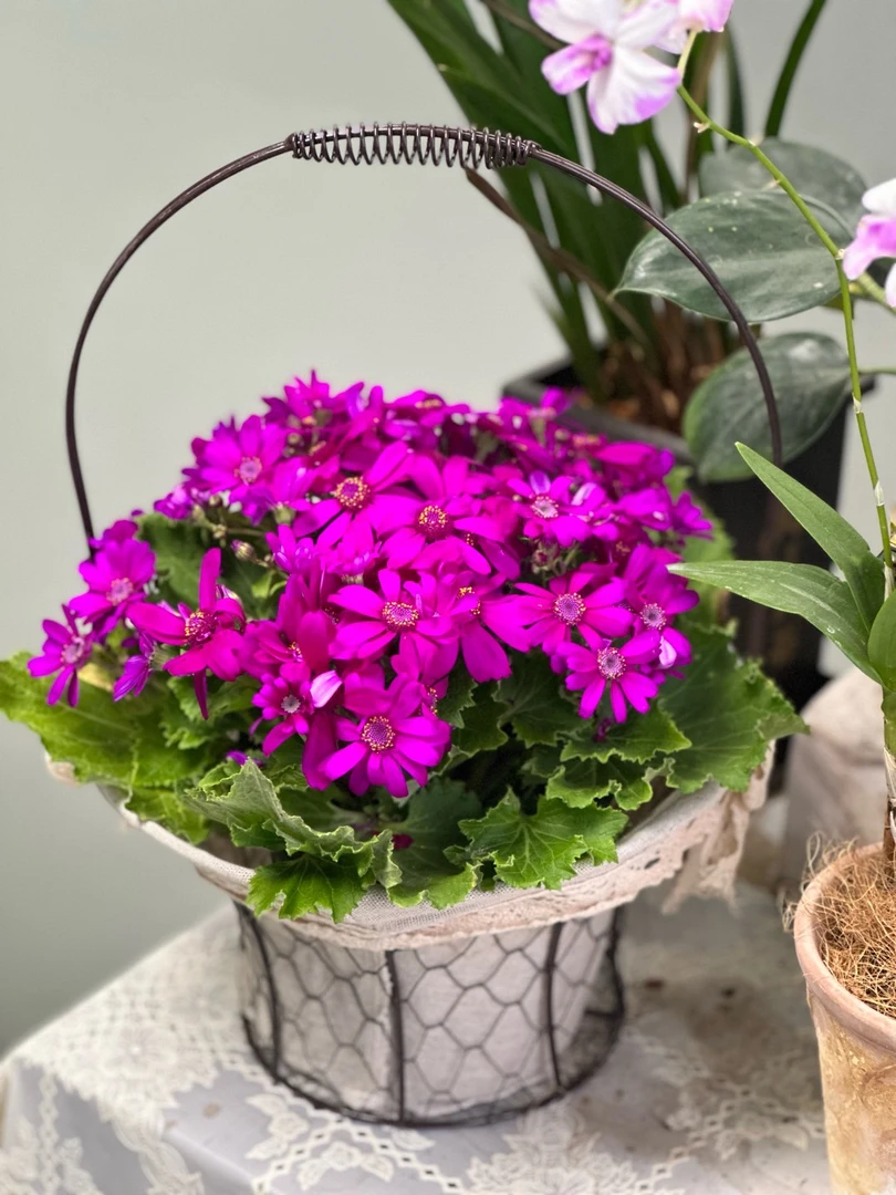 ins风铁丝礼帽花篮铁丝框套盆铁艺花盆花篮装饰氛围铁艺挂壁