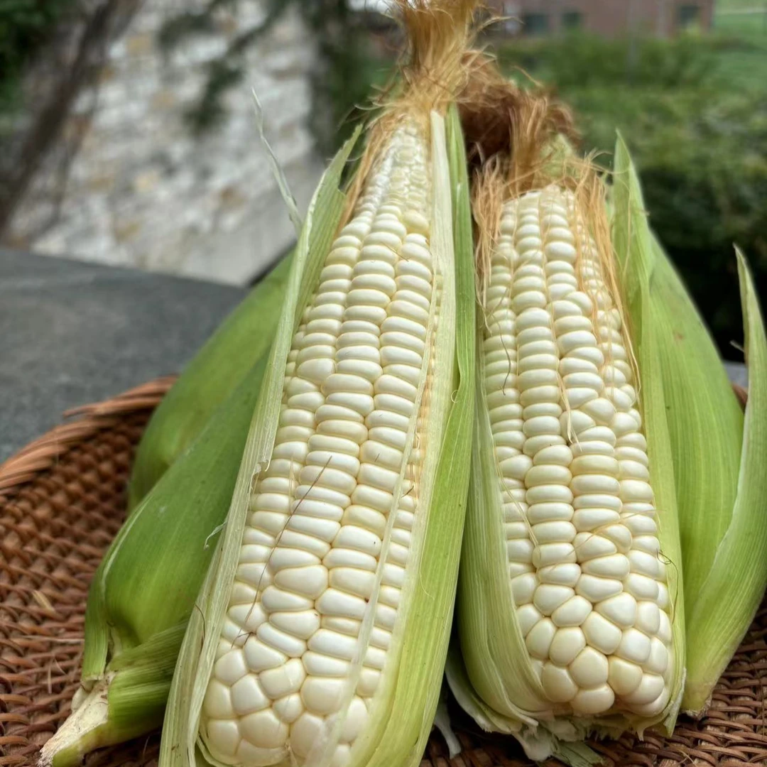 广西农家老品种小苞白糯玉米