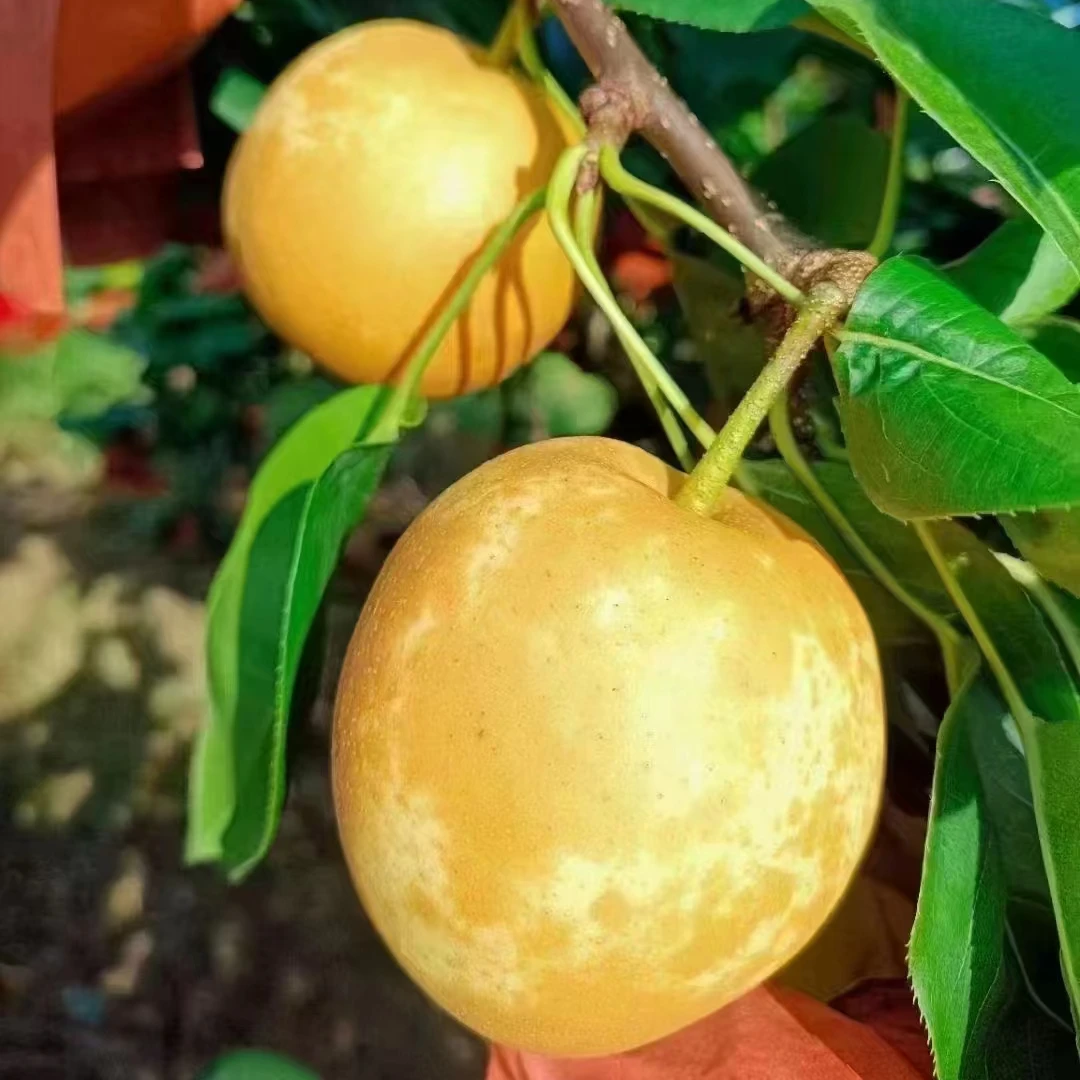 汝城文明翠冠梨脆甜无渣农家自种水晶梨3斤/5斤/10斤包邮