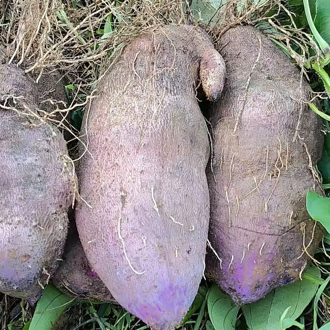 湖南2024年新鲜现挖农家蔬菜脚板薯紫山药淮山紫皮白肉大署毛薯