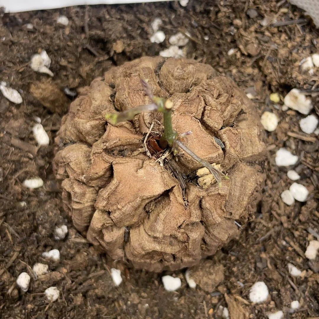 龟甲龙一物一拍3025号5.2cm