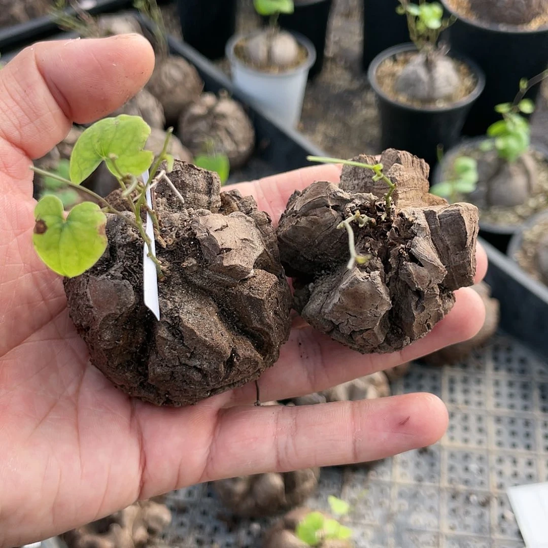 龟甲龙一物一拍1819号2颗