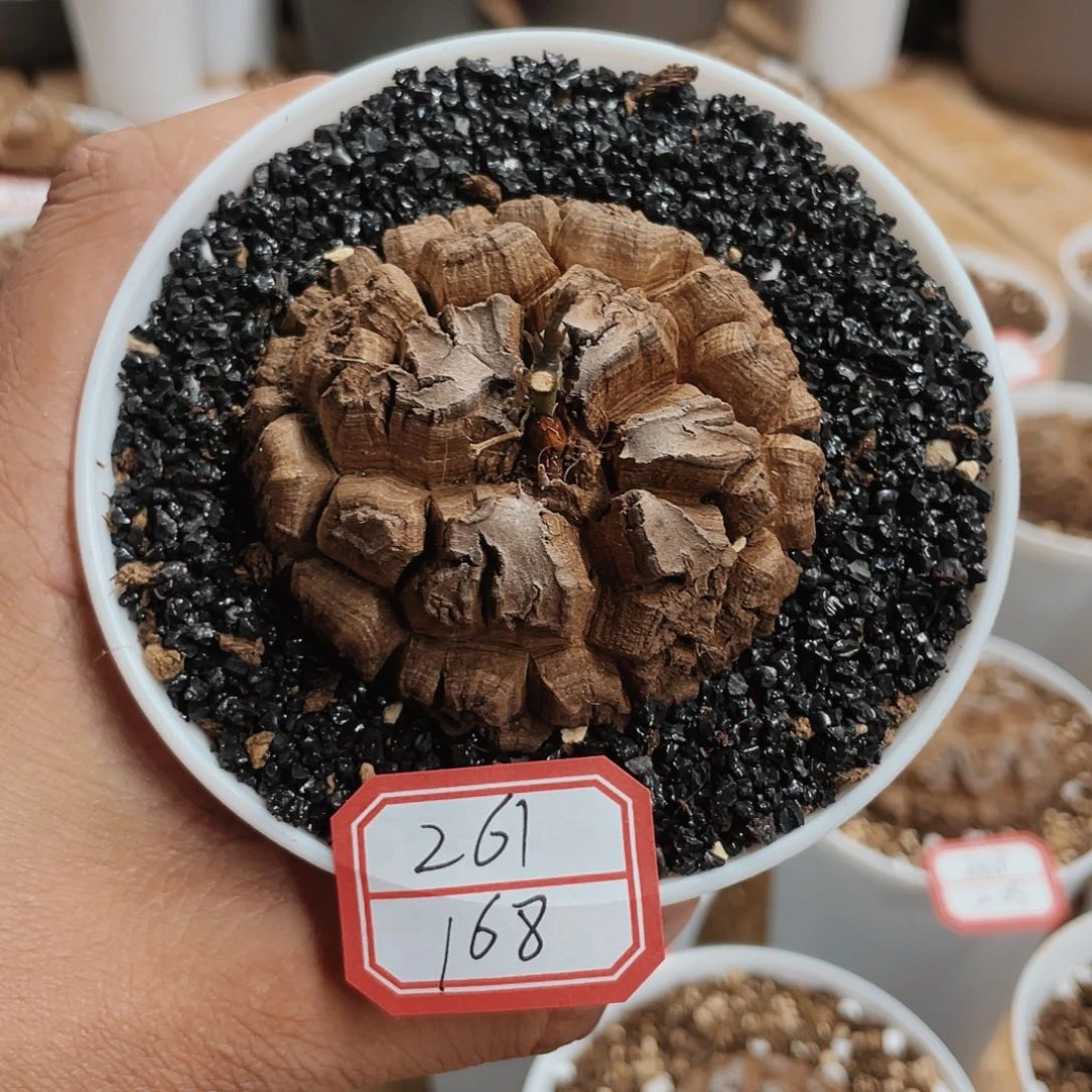 龟甲龙一物一拍261
