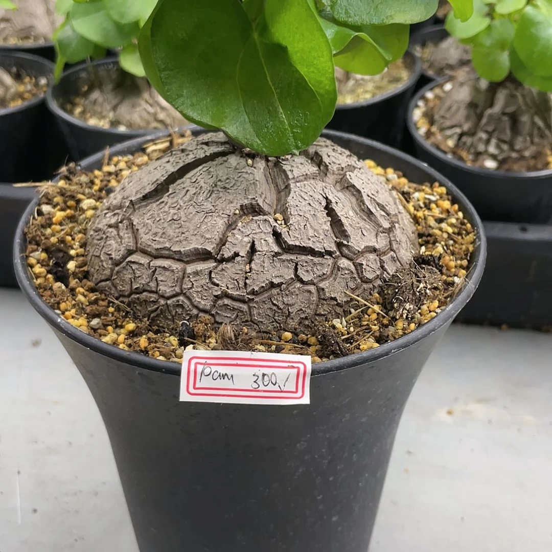 龟甲龙一物一拍300元10cn