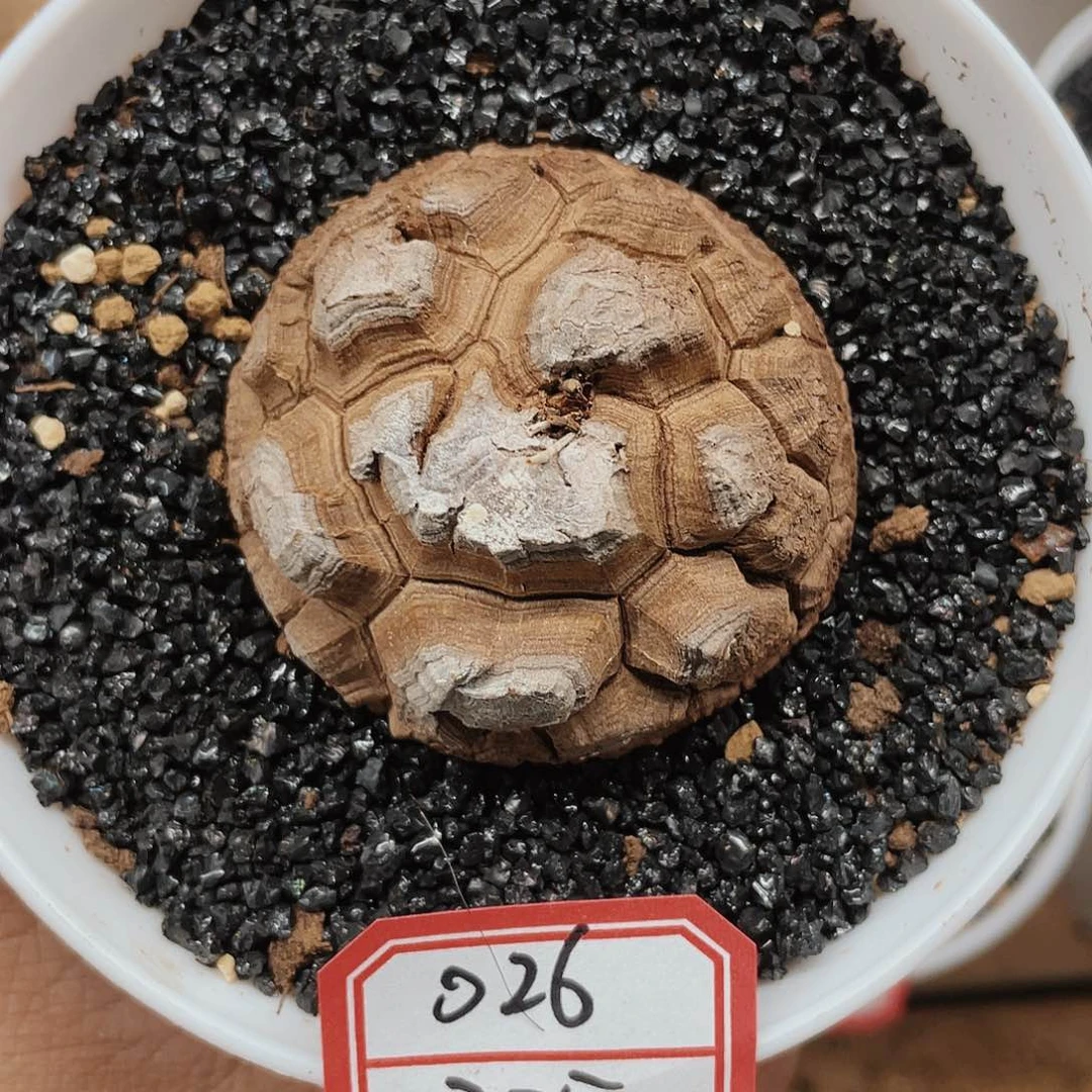 龟甲龙一物一拍026
