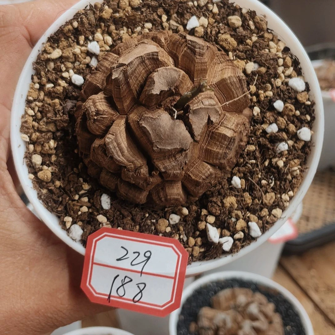 龟甲龙一物一拍229