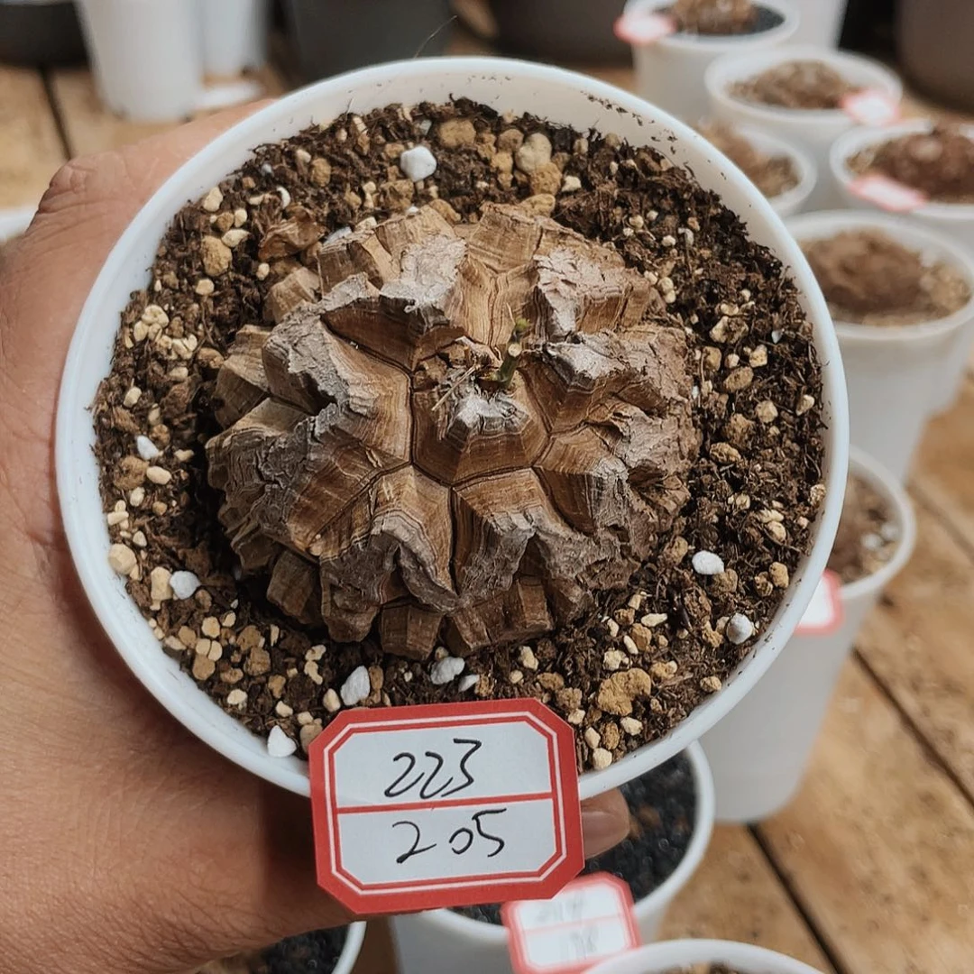 龟甲龙一物一拍223