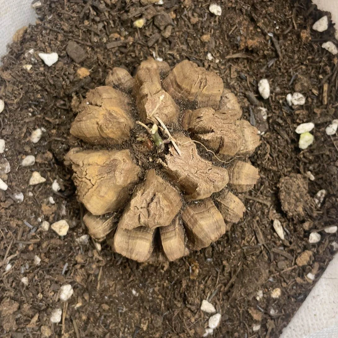 龟甲龙一物一拍2549号6.2cm