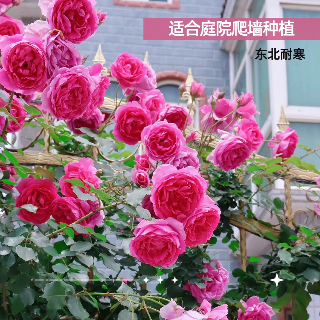 【粉蝶-顺丰包邮】爬藤月季东北耐寒庭院爬墙地栽1年半苗3棵