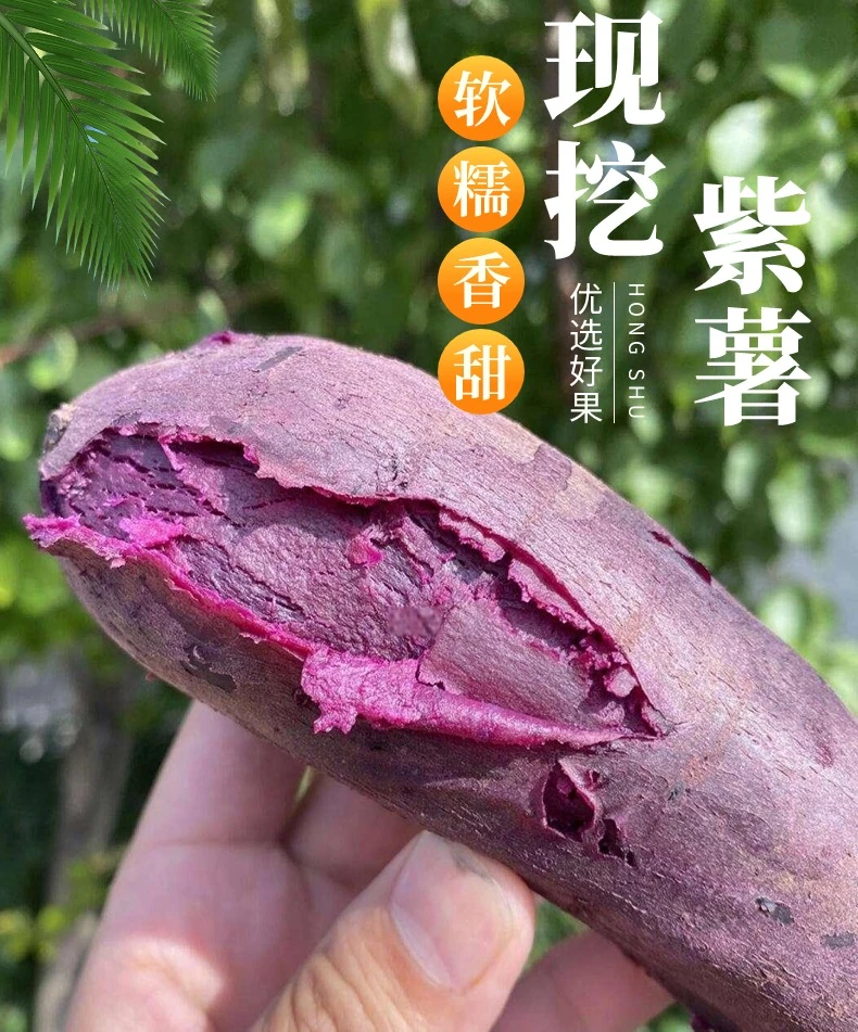 湖北紫罗兰紫薯农家现挖现发货