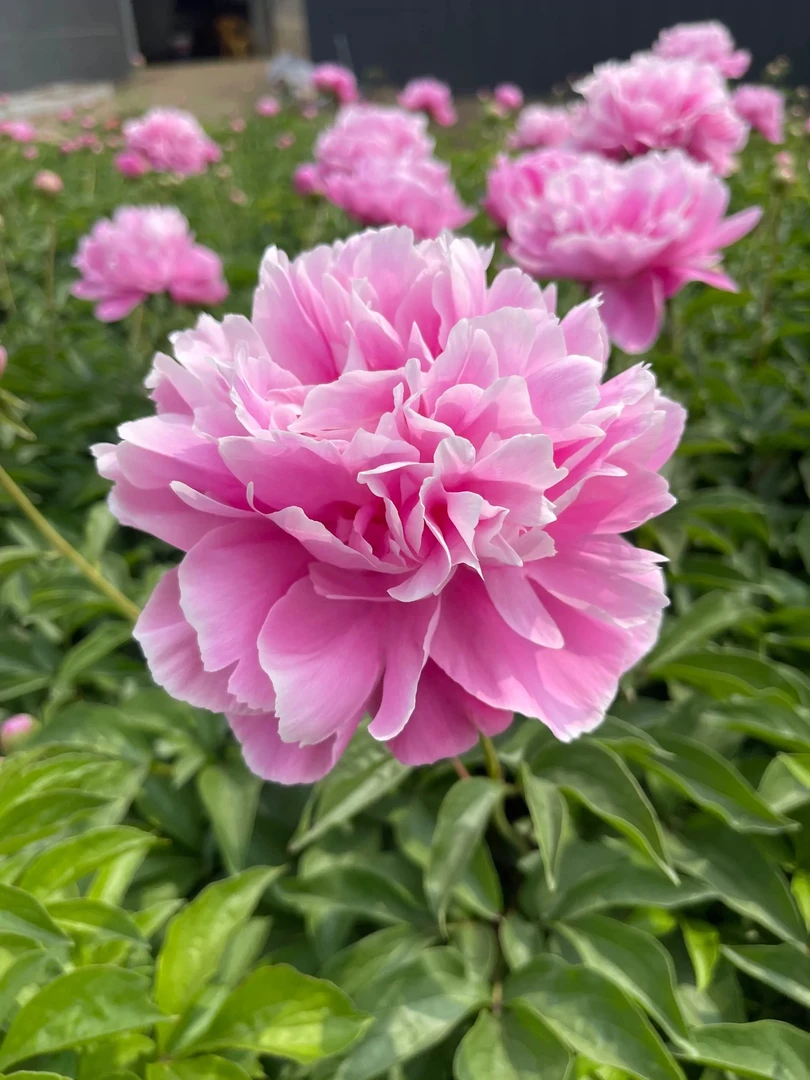 预定粉蓝色芍药蓝美人，秋季发货，先送花肥