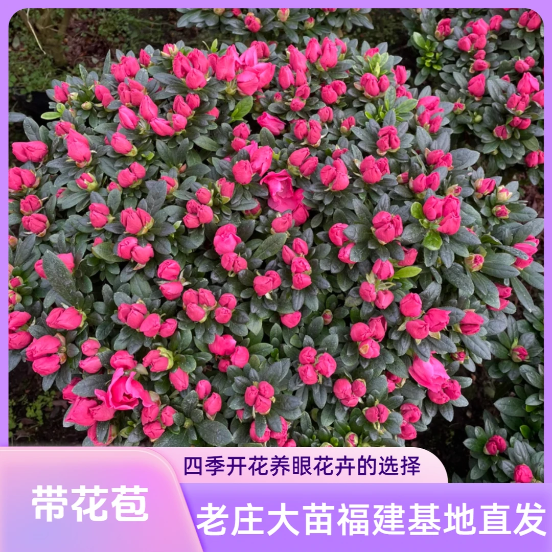 特大杜鹃盆栽老桩树苗带花苞四季开花超长花期室外耐寒好养的易活