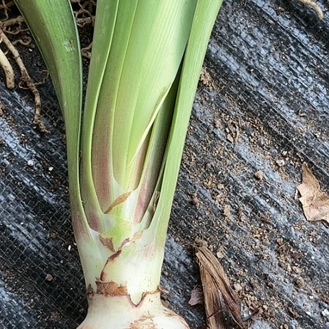 玫瑰花样5+带土发