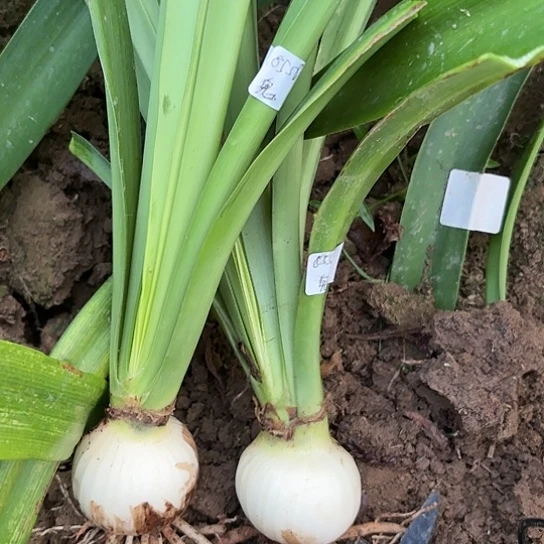 画**花两棵鬼魅带土5.5左右